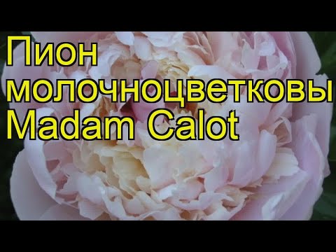 Peony Madame Kahlo (M-me Calot): photo and description, reviews