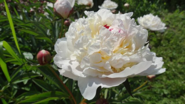 Peony Marie Lemoine: photo and description, reviews