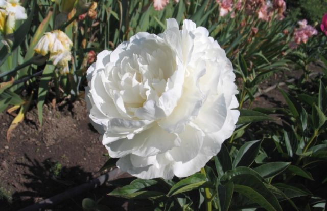 Peony Mathers Choice: photo and description, reviews