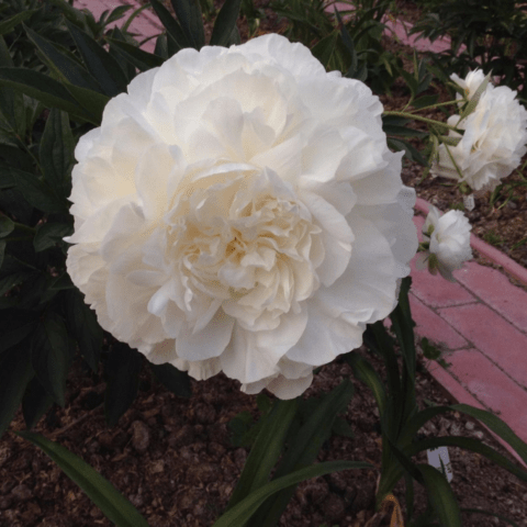 Peony Mathers Choice: photo and description, reviews