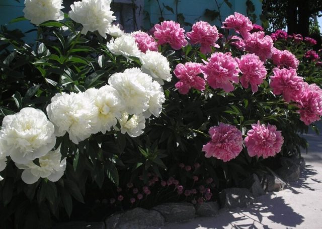 Peony Mathers Choice: photo and description, reviews