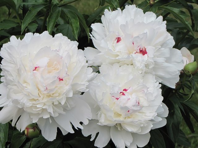 Peony Maxima Festival: photo and description, reviews