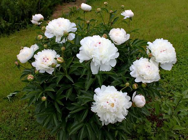 Peony Maxima Festival: photo and description, reviews