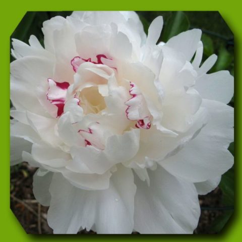 Peony Maxima Festival: photo and description, reviews