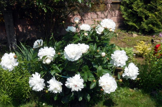 Peony Maxima Festival: photo and description, reviews