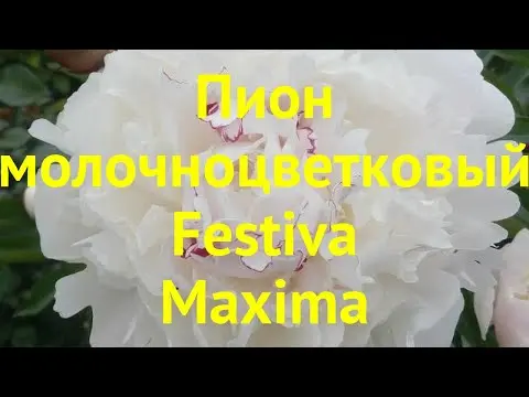 Peony Maxima Festival: photo and description, reviews