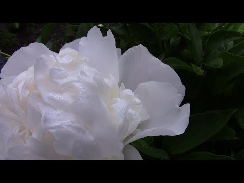 Peony Moon Over Barrington (Moon Over Barrington)