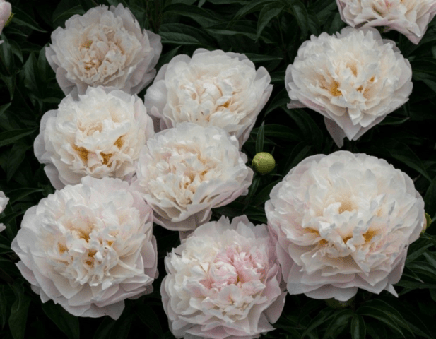 Peony Moon Over Barrington (Moon Over Barrington)