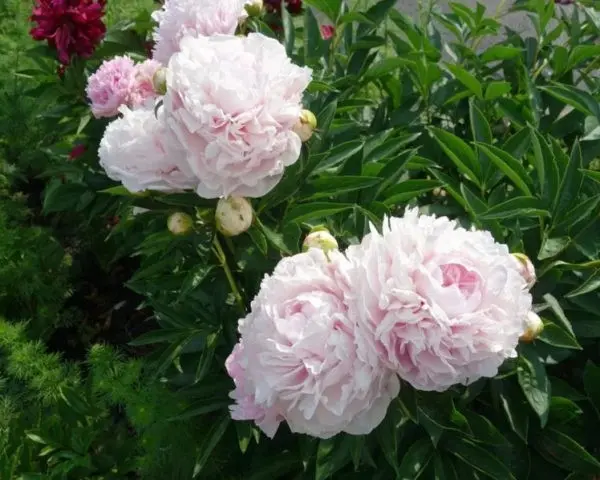 Peony Nancy Nora: photo and description, reviews