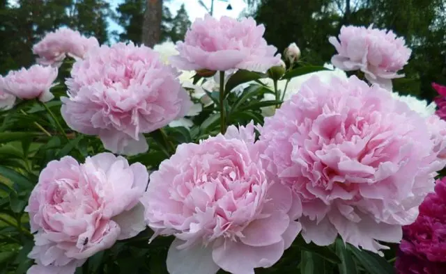 Peony Nancy Nora: photo and description, reviews