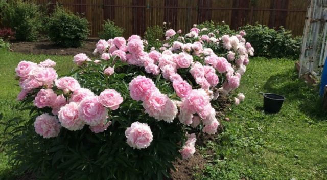 Peony Nancy Nora: photo and description, reviews