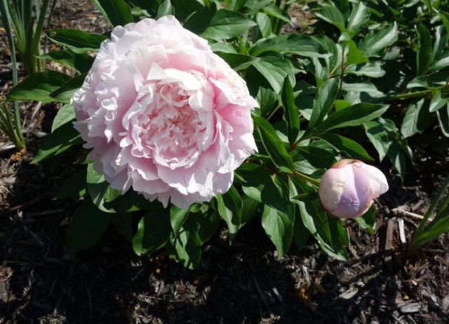 Peony Nancy Nora: photo and description, reviews