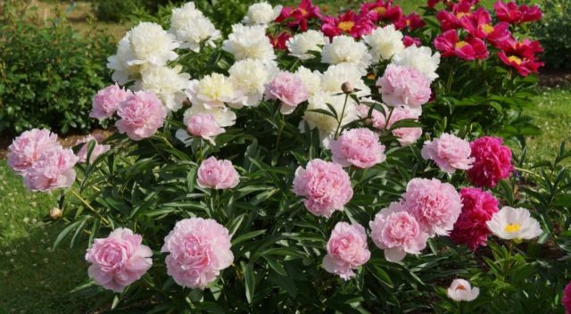 Peony Nancy Nora: photo and description, reviews