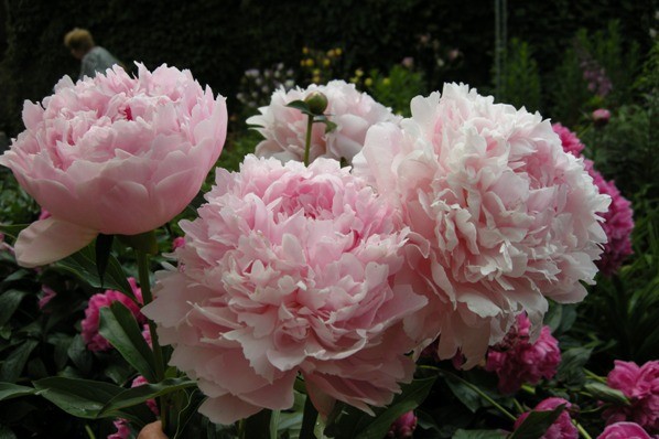 Peony Nick Shaylor: photo and description, reviews