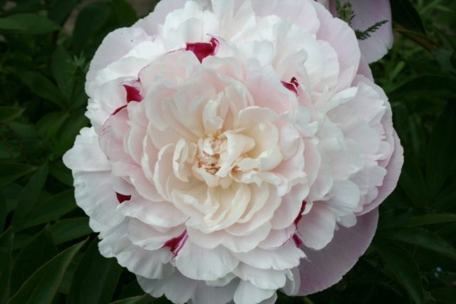 Peony Nick Shaylor: photo and description, reviews