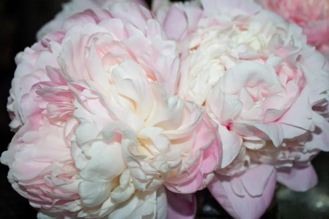 Peony Nick Shaylor: photo and description, reviews