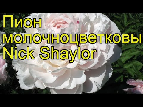 Peony Nick Shaylor: photo and description, reviews