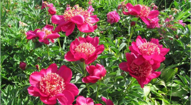 Peony Nippon Beauty: photo and description, reviews