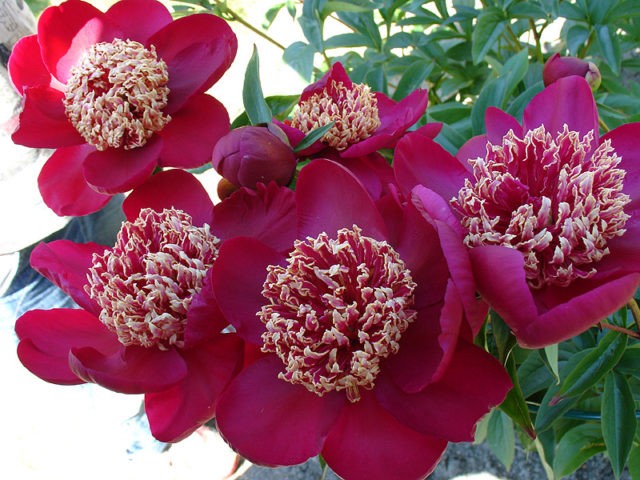 Peony Nippon Beauty: photo and description, reviews