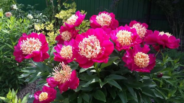 Peony Nippon Beauty: photo and description, reviews