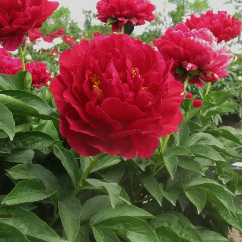 Peony Old Faithful: description and photo