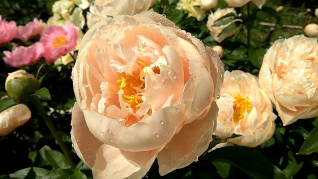 Peony Pastel Elegance (Pastel Elegance): photo and description, reviews