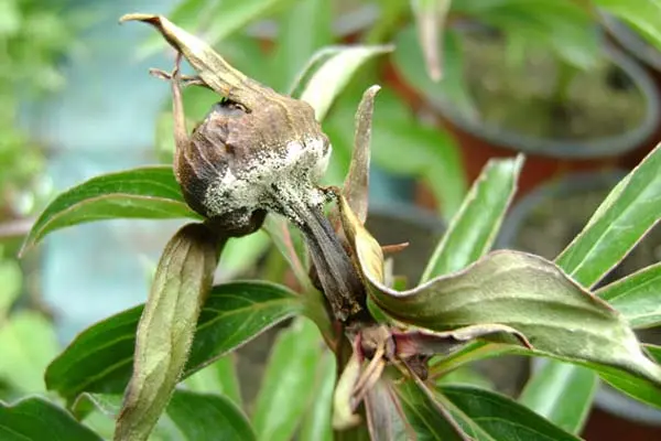 Peony pests and diseases: description with photos, control and prevention measures