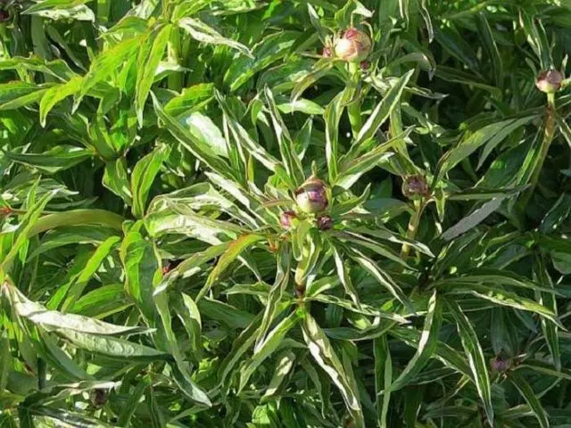 Peony pests and diseases: description with photos, control and prevention measures