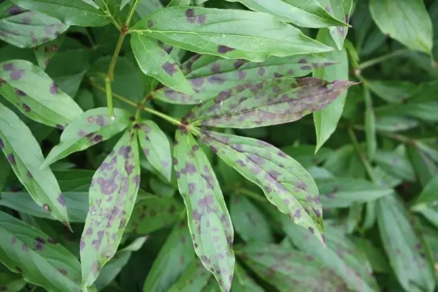 Peony pests and diseases: description with photos, control and prevention measures