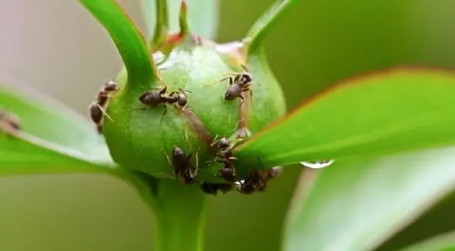 Peony pests and diseases: description with photos, control and prevention measures