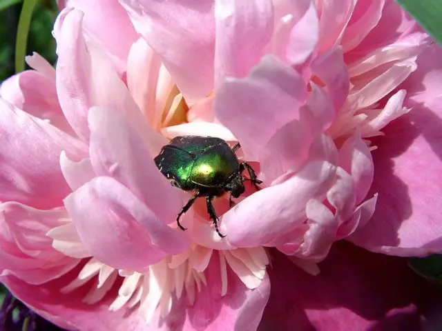 Peony pests and diseases: description with photos, control and prevention measures