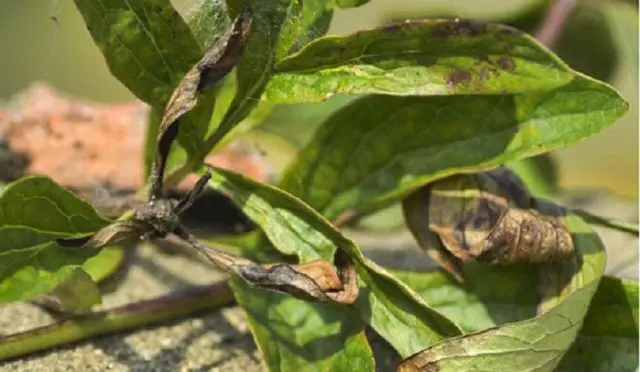 Peony pests and diseases: description with photos, control and prevention measures