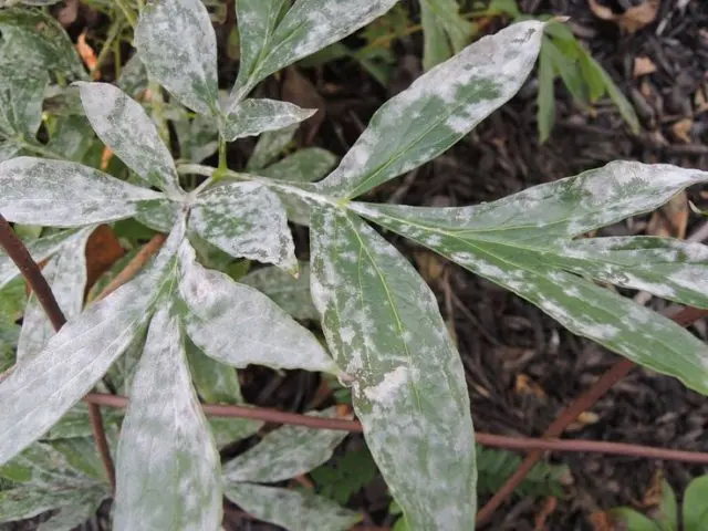 Peony pests and diseases: description with photos, control and prevention measures