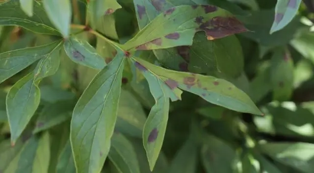 Peony pests and diseases: description with photos, control and prevention measures