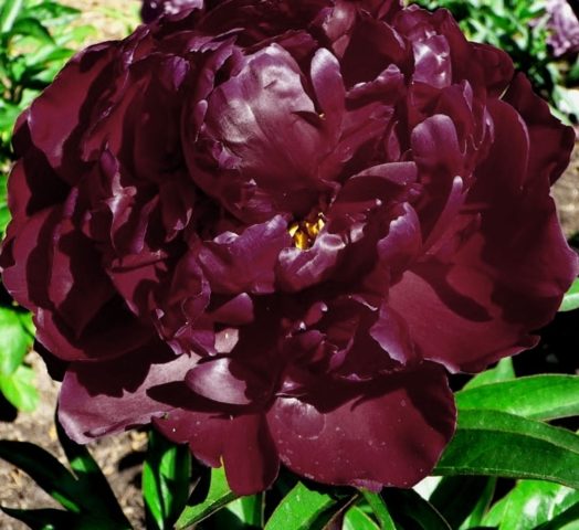 Peony Peter Brand: description, photo, planting and care