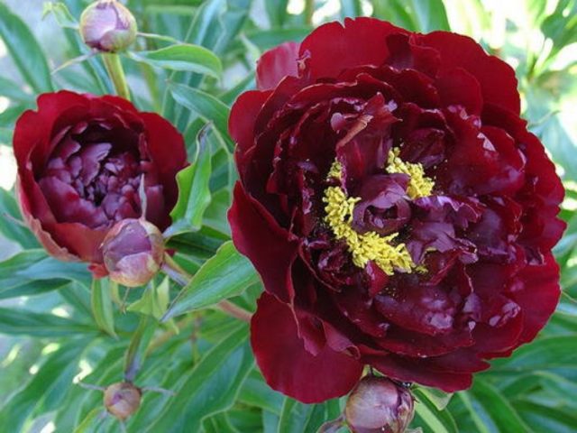 Peony Peter Brand: description, photo, planting and care