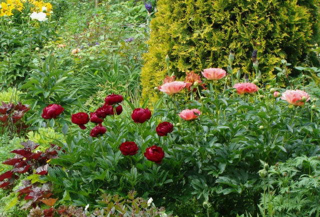 Peony Peter Brand: description, photo, planting and care