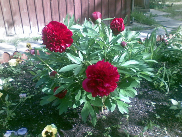 Peony Peter Brand: description, photo, planting and care