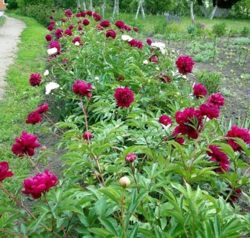 Peony Peter Brand: description, photo, planting and care