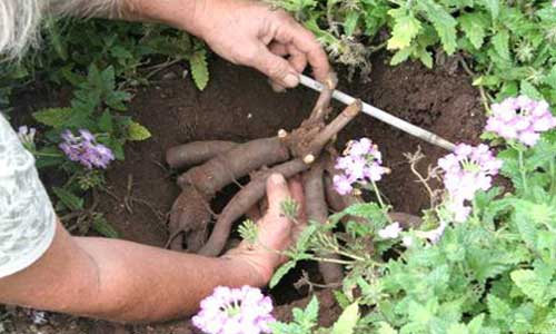 Peony Peter Brand: description, photo, planting and care