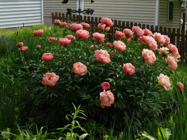 Peony Pink Hawaiian Coral (Pink Hawaii Coral): photo and description, reviews