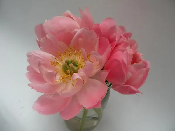 Peony Pink Hawaiian Coral (Pink Hawaii Coral): photo and description, reviews