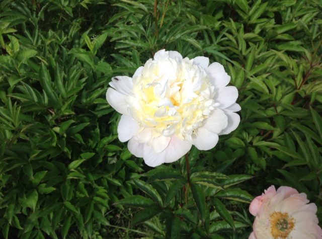 Peony Primavera: photo and description, reviews