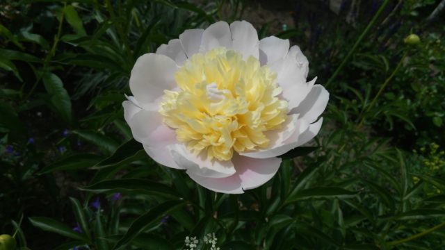 Peony Primavera: photo and description, reviews