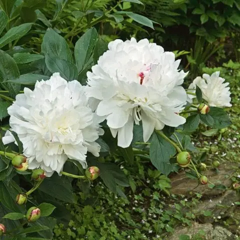 Peony Primavera: photo and description, reviews