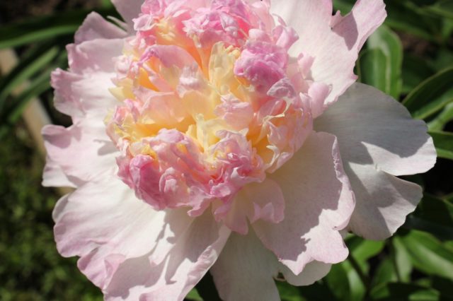 Peony Raspberry Sundae (Raspberry Sunday): photo and description, reviews