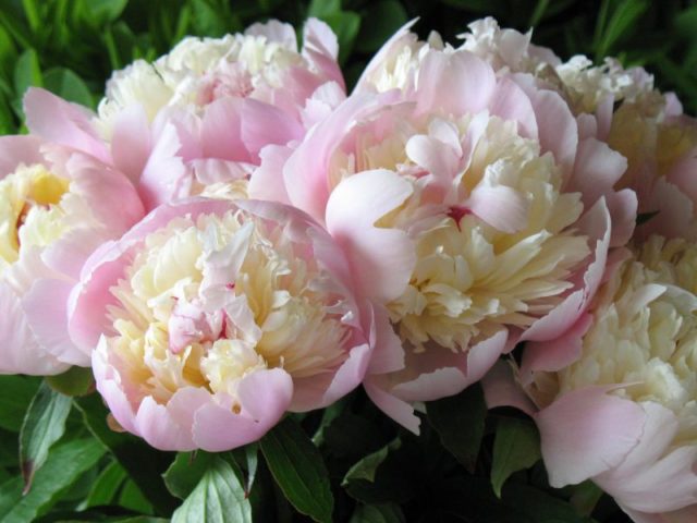 Peony Raspberry Sundae (Raspberry Sunday): photo and description, reviews