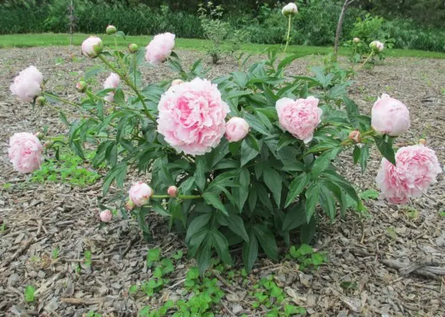 Peony Raspberry Sundae (Raspberry Sunday): photo and description, reviews