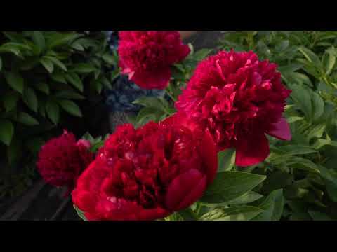 Peony Red Charm (Red Charm): photo and description, reviews