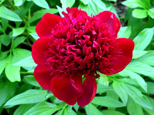 Peony Red Charm (Red Charm): photo and description, reviews